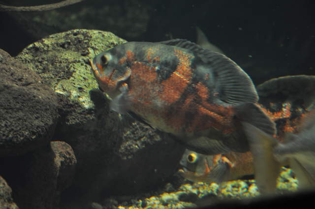 Berlin Zoo Fish