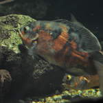 Berlin Zoo Fish