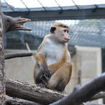 Berlin Zoo Monkey
