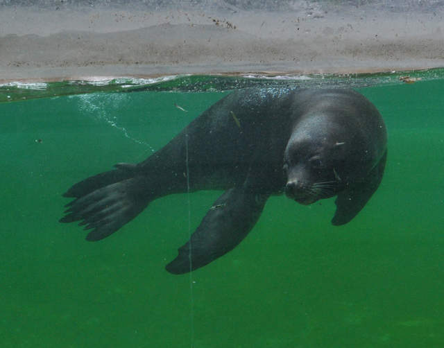 Berlin Zoo Seal