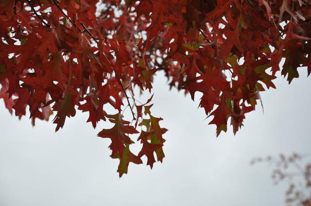 Autumn