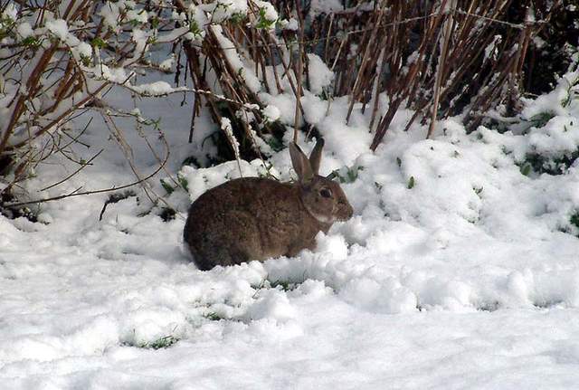 Snow scene 005a