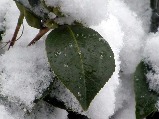 Snow scene 024a