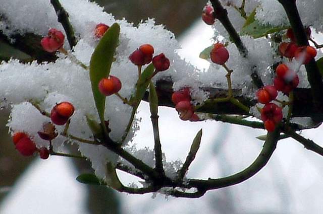 Snow scene 032b