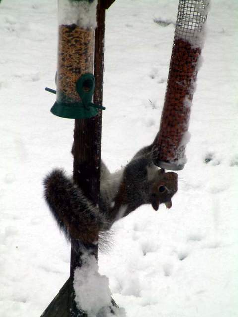 Snow scene 035a