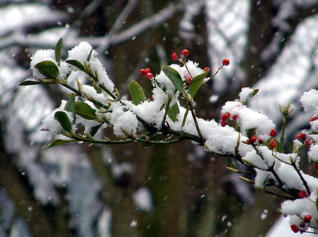Snow scene 038a