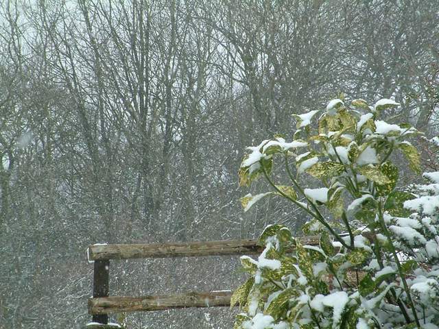 Snow scene 042a