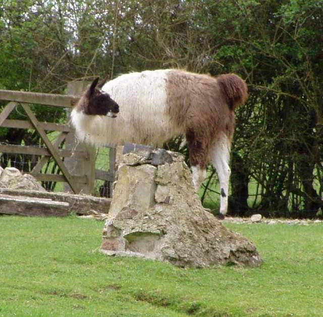 Llama