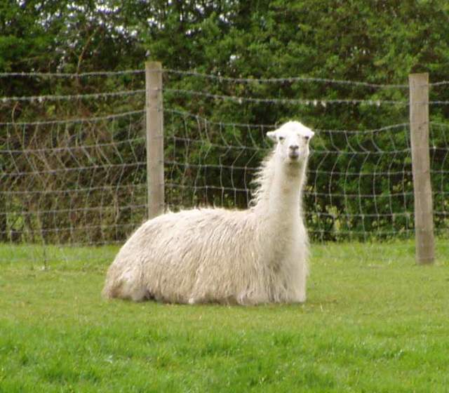 Llama