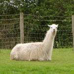 Llama