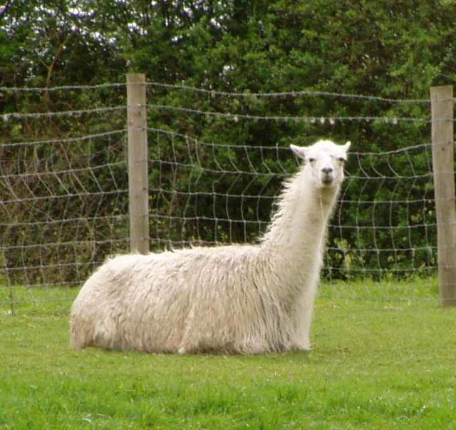 Llama