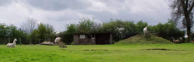 Llama Panorama