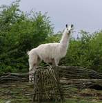 Llama