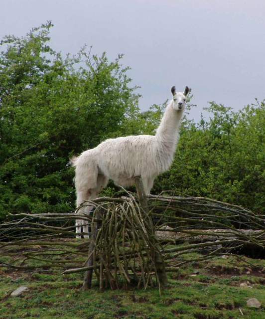 Llama