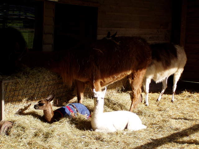 llama-farm 001