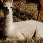 llama-farm 002
