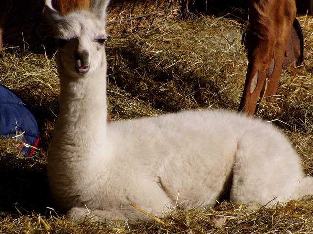 llama-farm 002