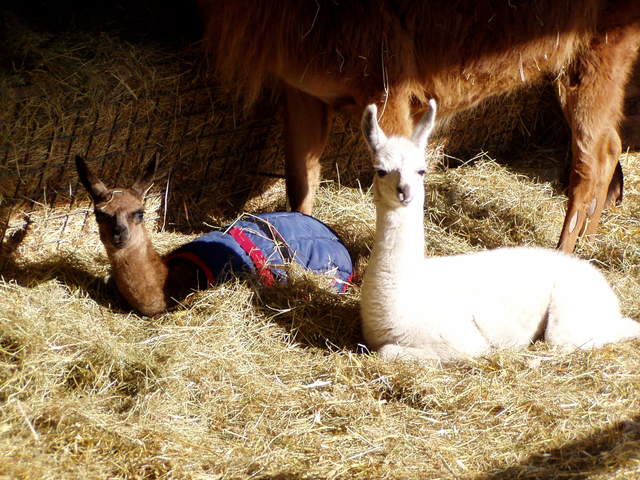 llama-farm 003