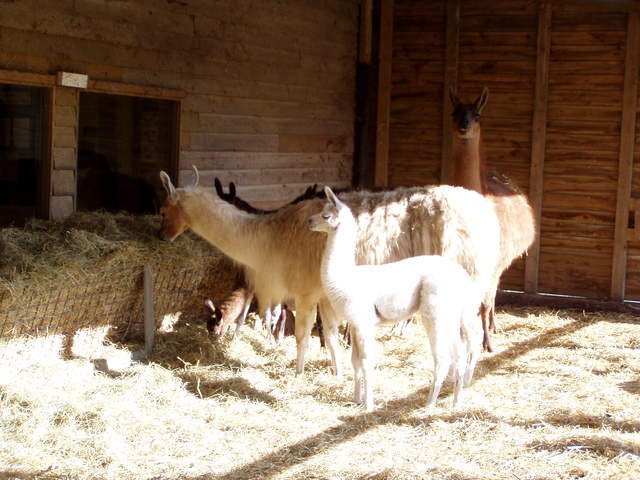 llama-farm 005