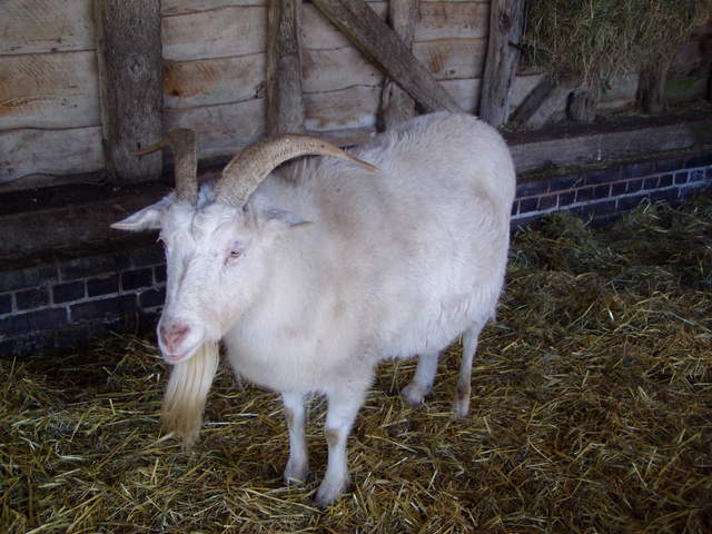 llama-farm 008
