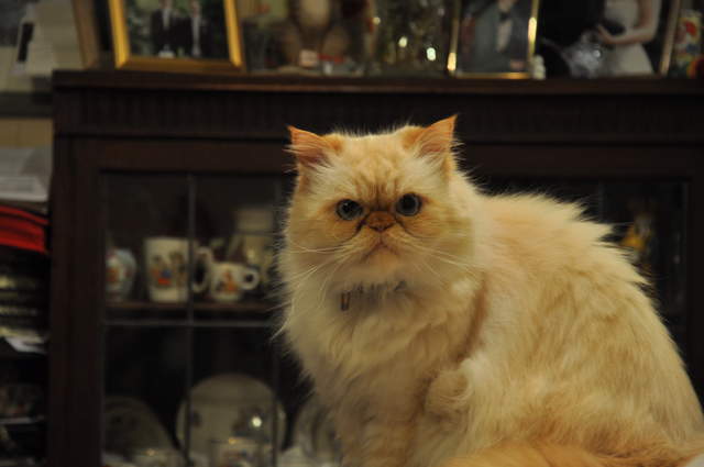 Gizmo