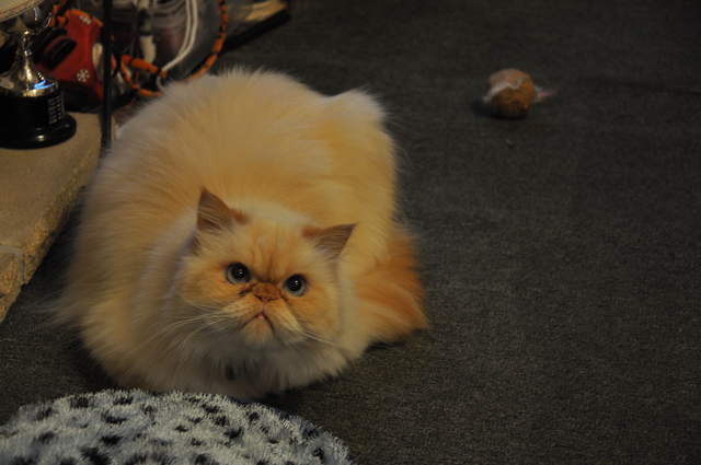 Gizmo