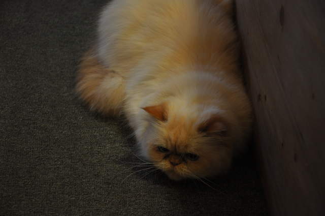 Gizmo