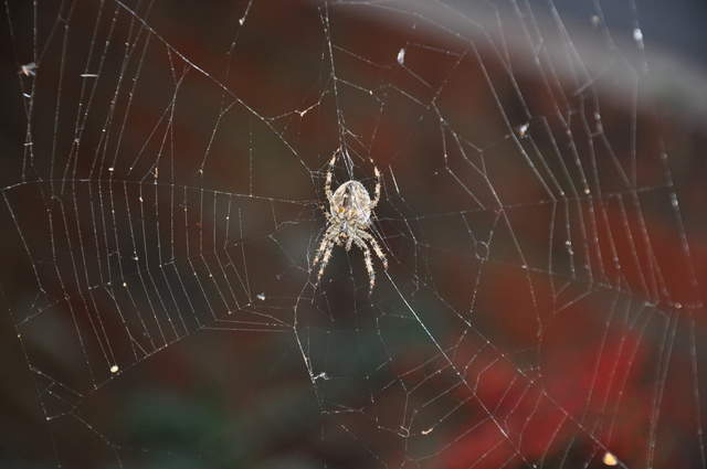 Spider