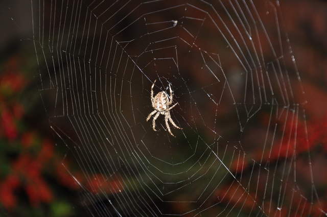 Spider