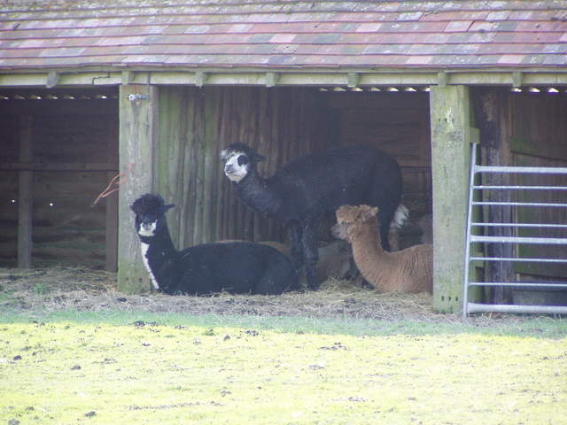 llama-farm 026