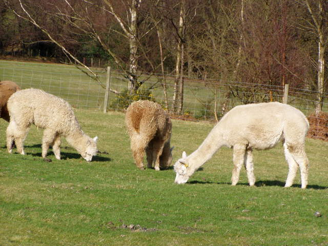 llama-farm 027