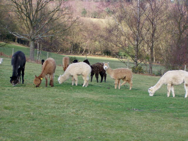 llama-farm 029