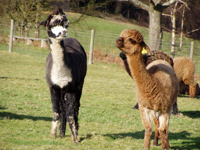 llama-farm 030