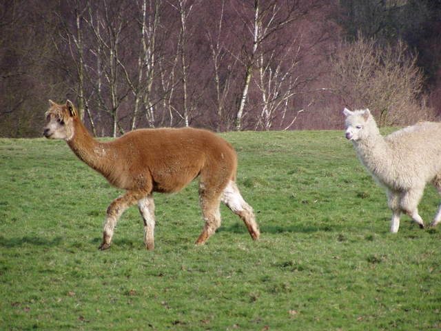 llama-farm 031