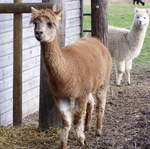 llama-farm 032