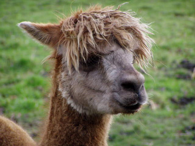 llama-farm 033