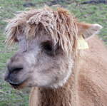 llama-farm 034