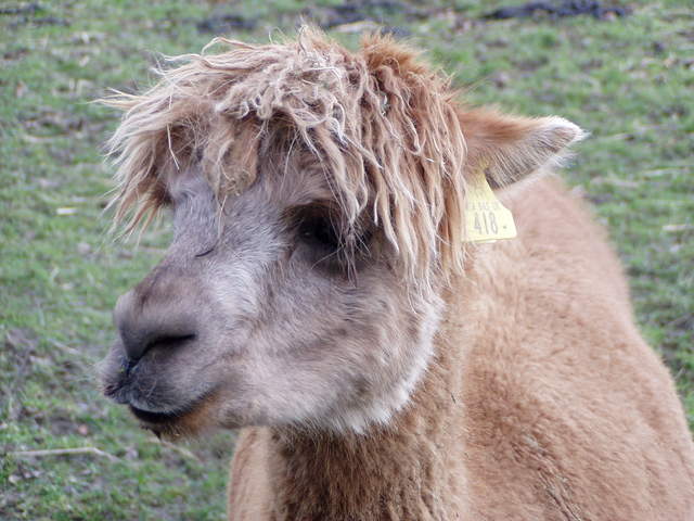 llama-farm 034