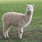 llama-farm 035