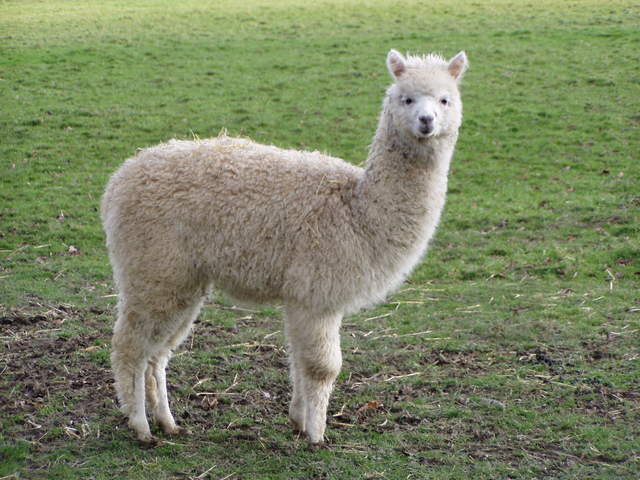 llama-farm 035