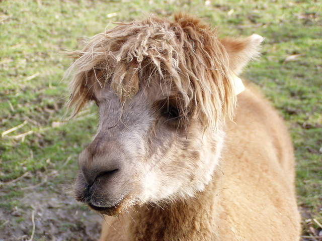 llama-farm 036