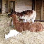 llama-farm 037