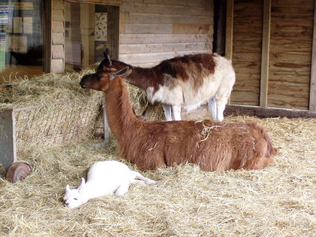 llama-farm 037