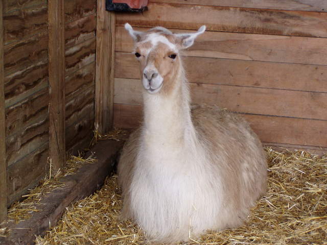 llama-farm 038