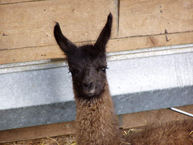llama-farm 039