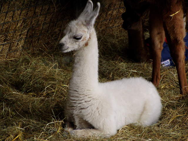 llama-farm 040