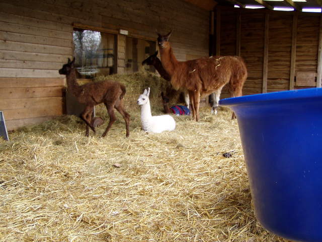 llama-farm 042