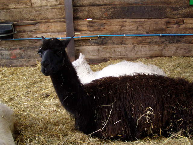 llama-farm 043