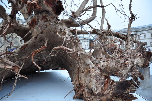 Ghost Forest