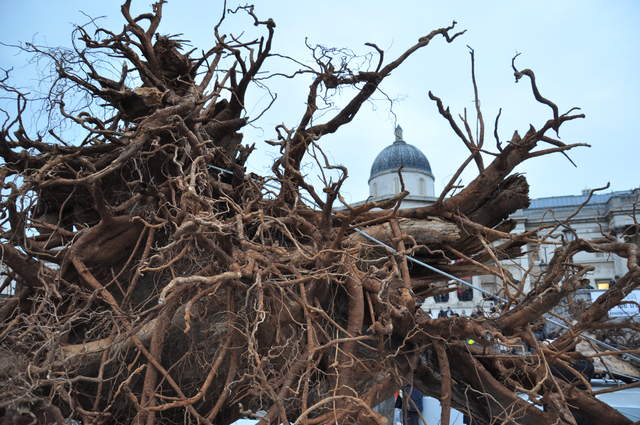Ghost Forest